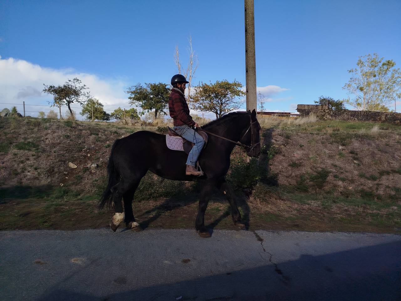 Mare Percheron For sale 2023 Dark Bay