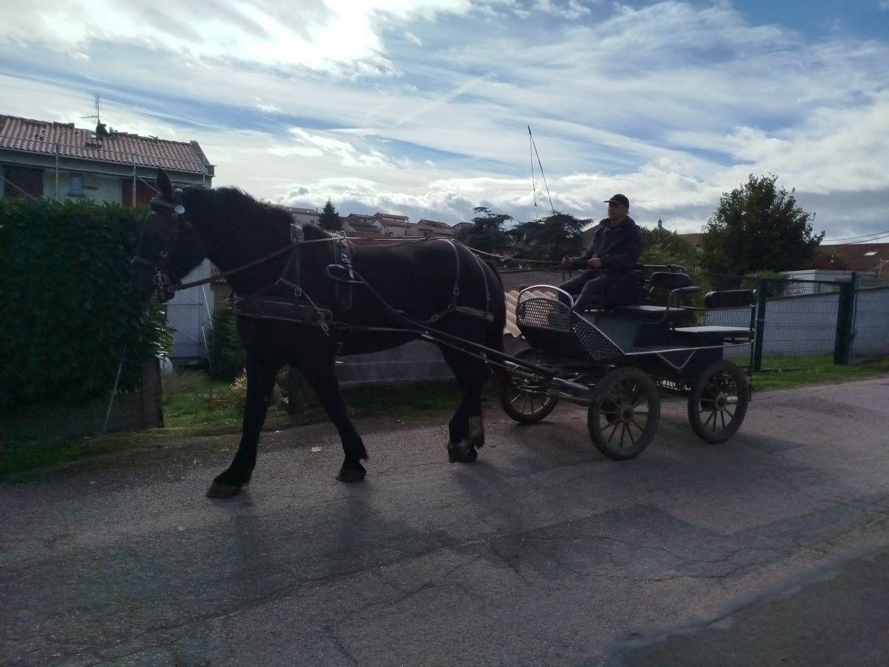 Mare Percheron For sale 2023 Dark Bay