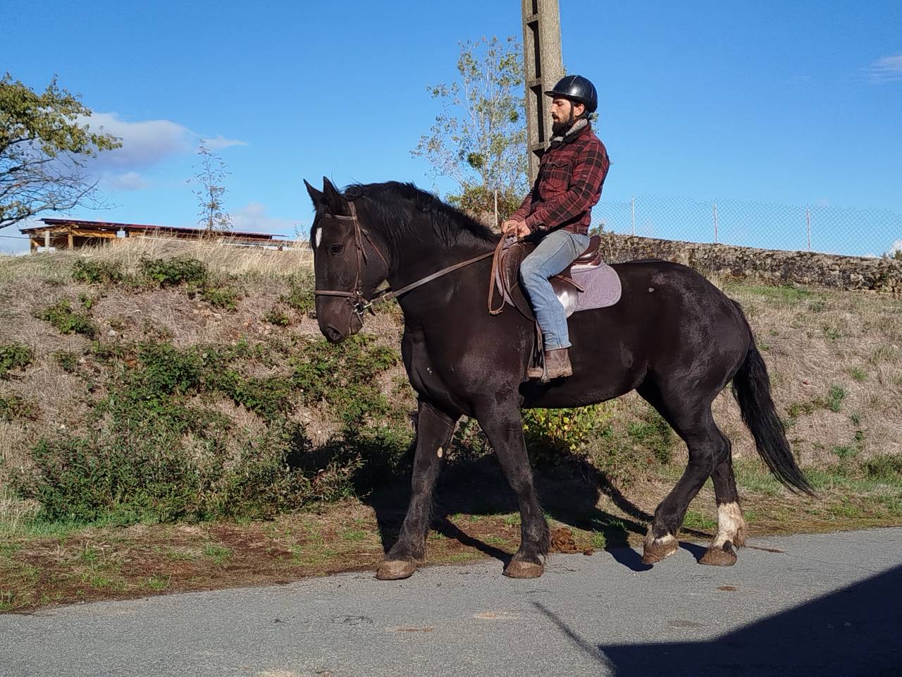 Mare Percheron For sale 2023 Dark Bay