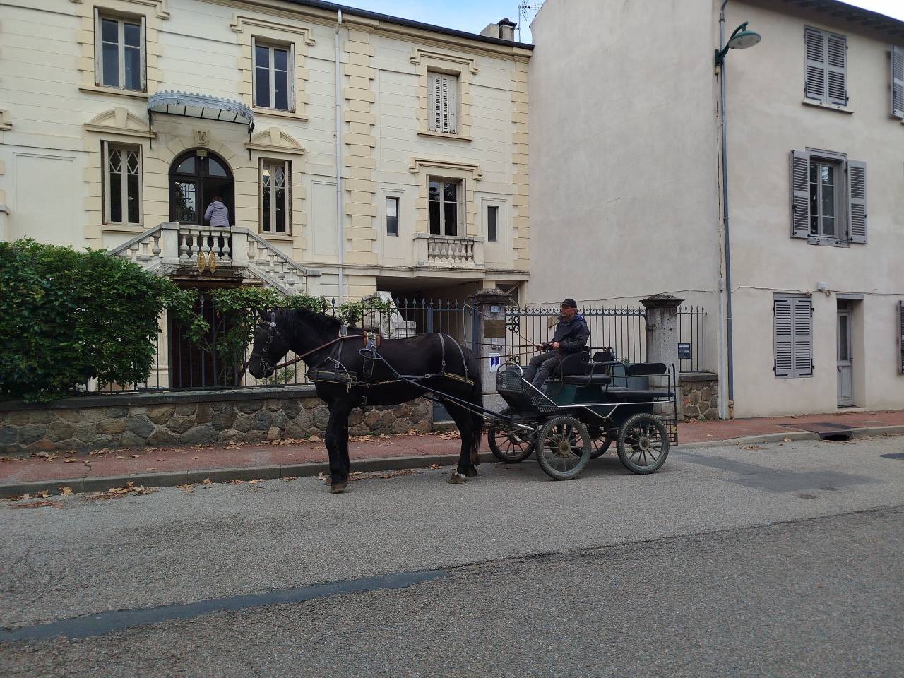 Mare Percheron For sale 2023 Dark Bay
