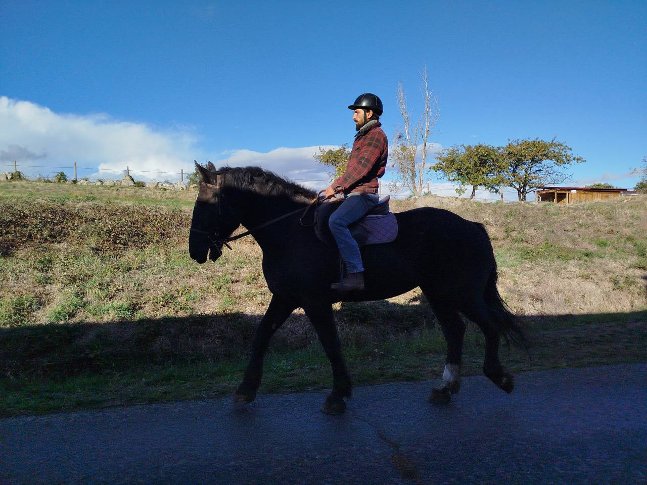 Mare Percheron For sale 2023 Dark Bay