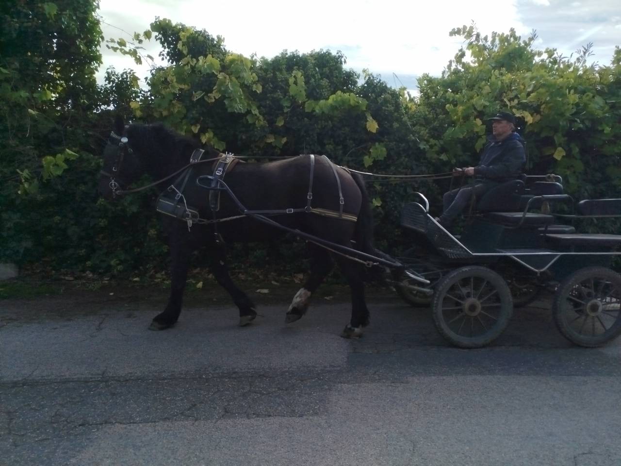 Mare Percheron For sale 2023 Dark Bay