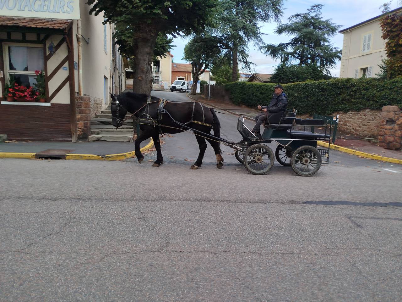 Mare Percheron For sale 2023 Dark Bay
