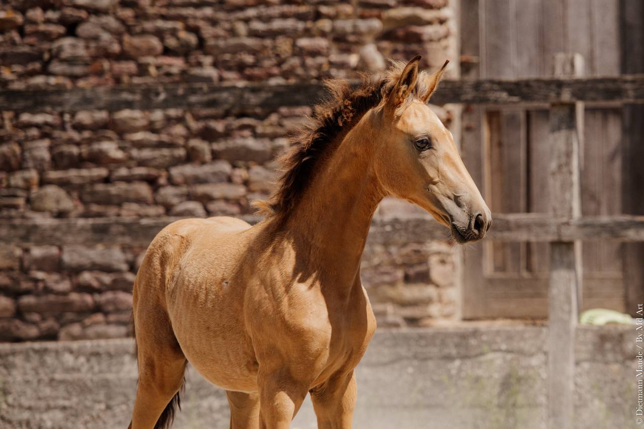 Filly Lusitano For sale 2026 Buckskin