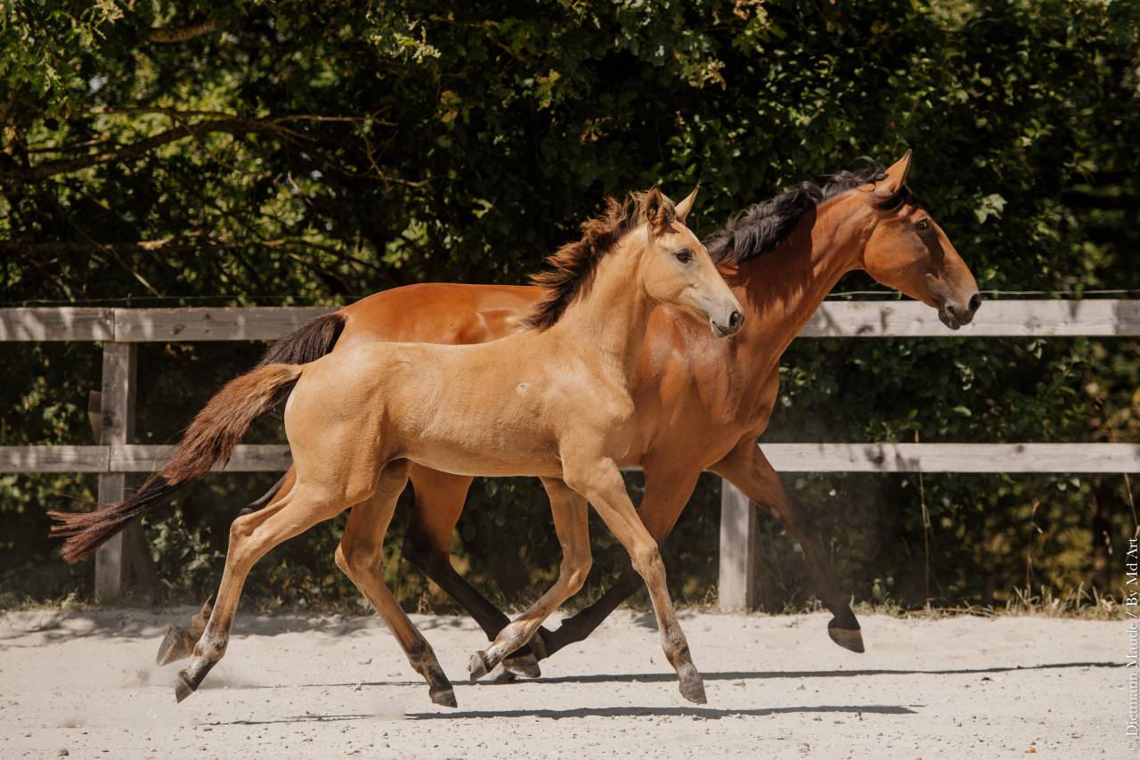 Filly Lusitano For sale 2026 Buckskin