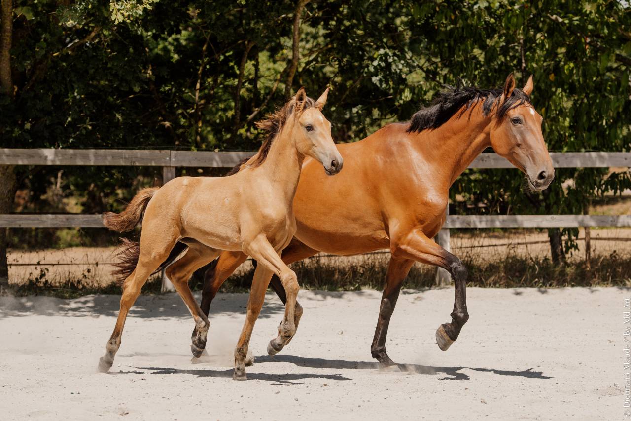 Filly Lusitano For sale 2026 Buckskin
