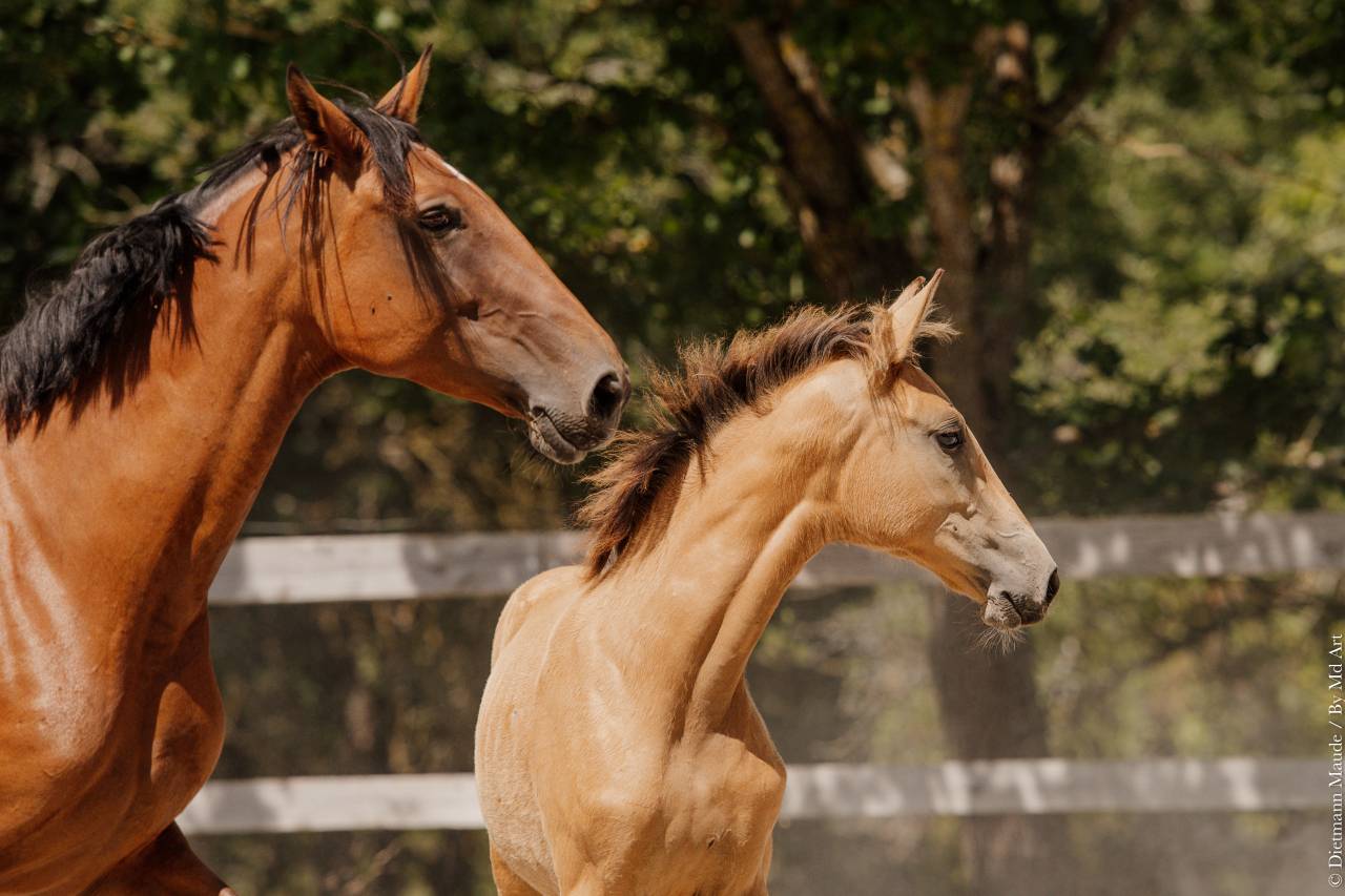 Filly Lusitano For sale 2026 Buckskin