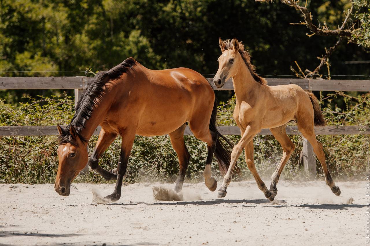 Filly Lusitano For sale 2026 Buckskin