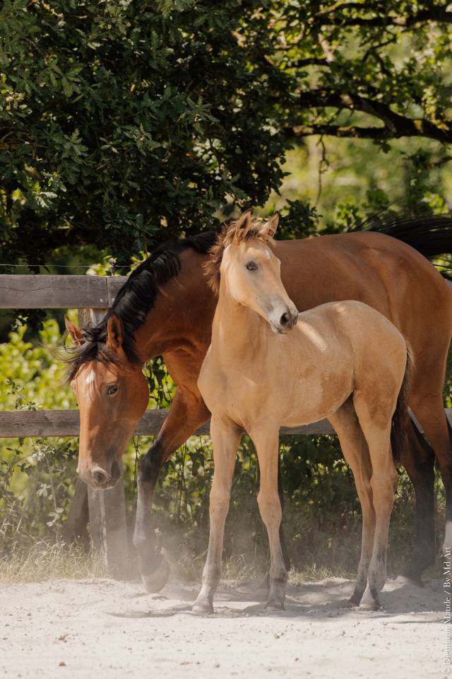 Filly Lusitano For sale 2026 Buckskin
