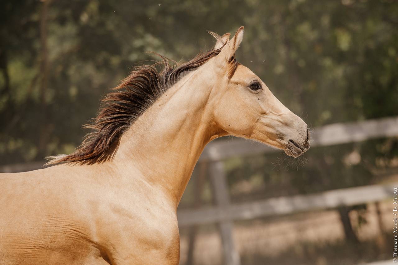 Filly Lusitano For sale 2026 Buckskin