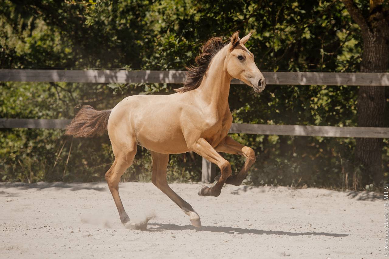 Filly Lusitano For sale 2026 Buckskin