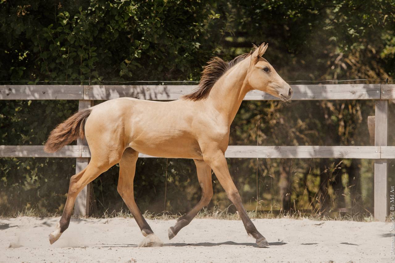 Filly Lusitano For sale 2026 Buckskin