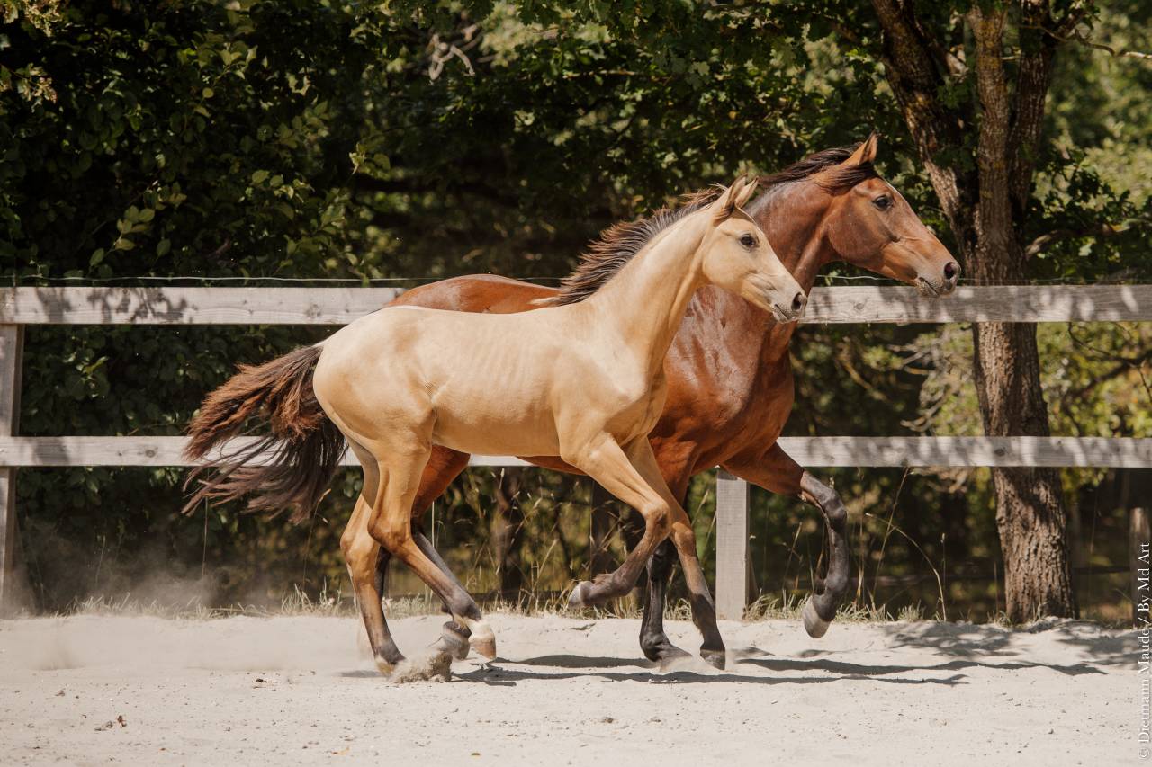 Filly Lusitano For sale 2026 Buckskin
