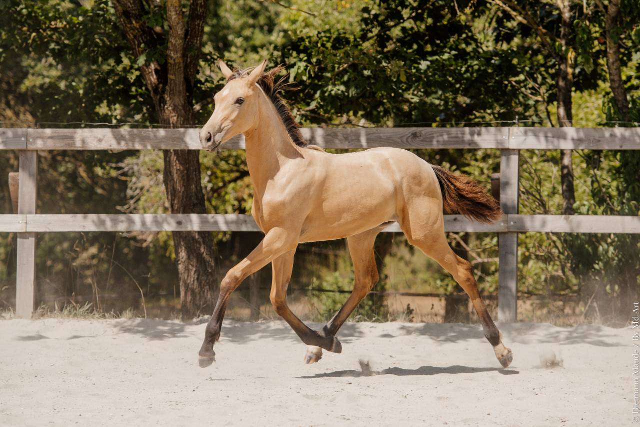 Filly Lusitano For sale 2026 Buckskin