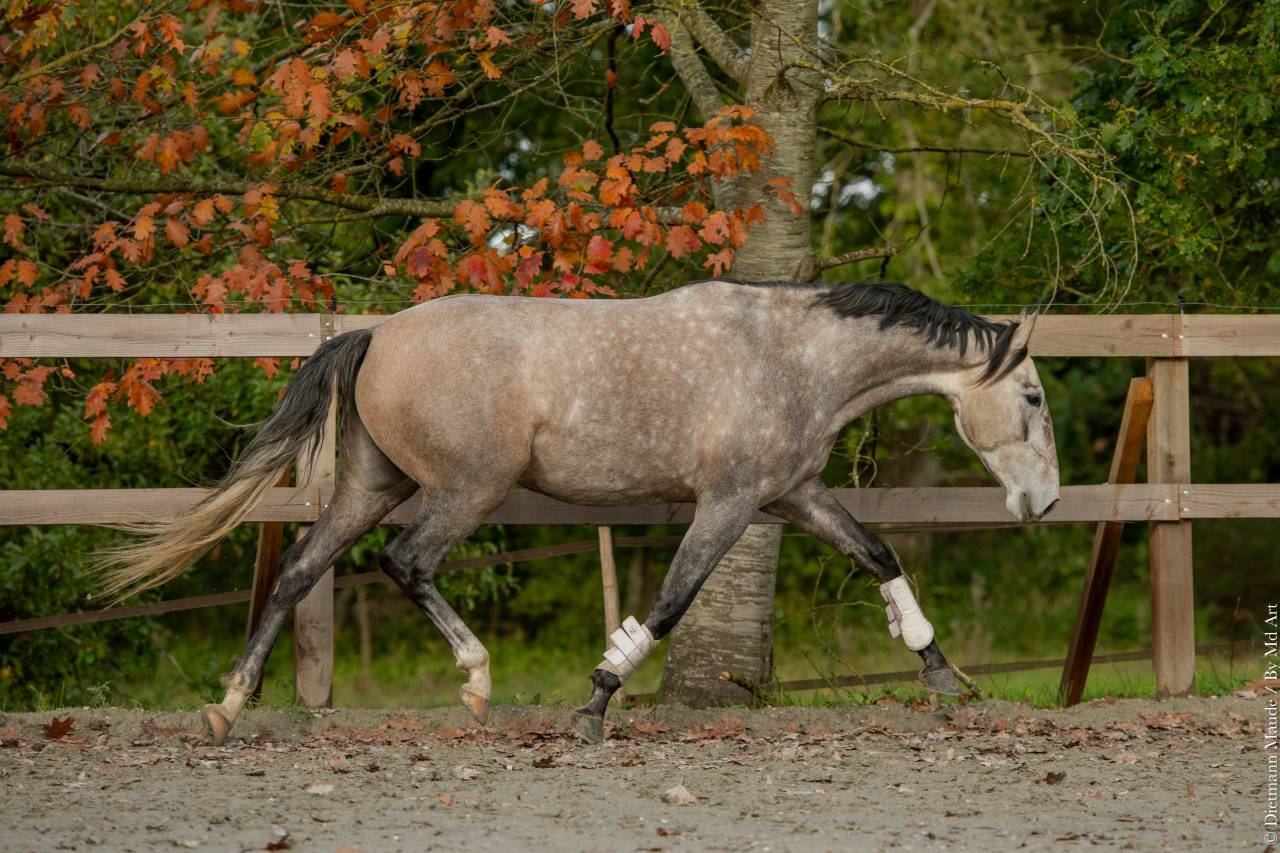 Mare Lusitano For sale 2020 Grey