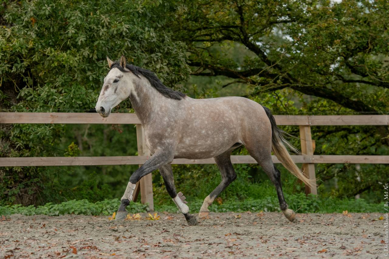 Mare Lusitano For sale 2020 Grey