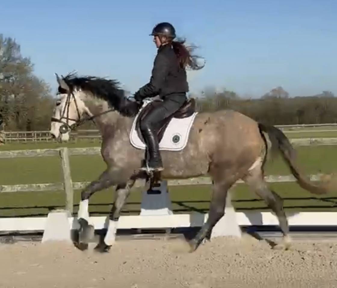 Mare Lusitano For sale 2020 Grey