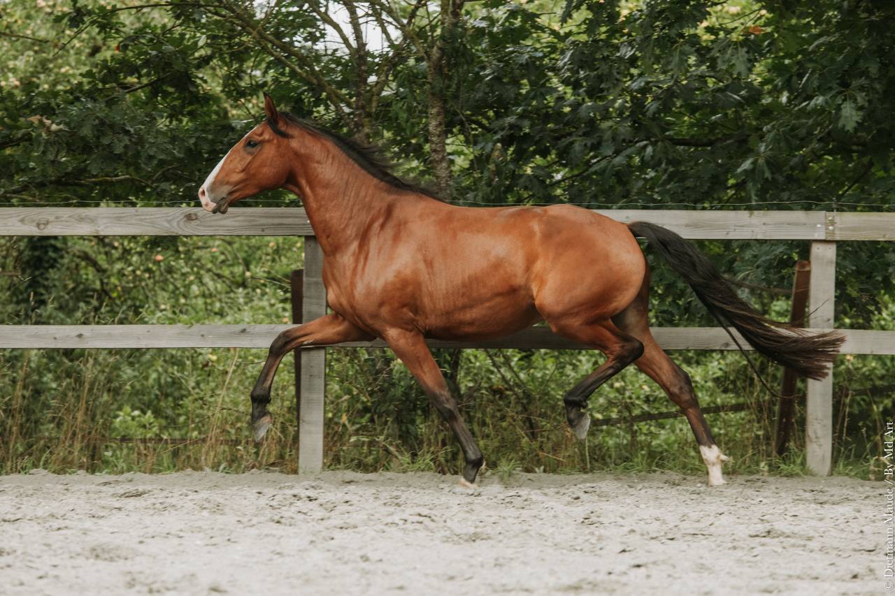 Gelding Lusitano For sale 2022 Bay