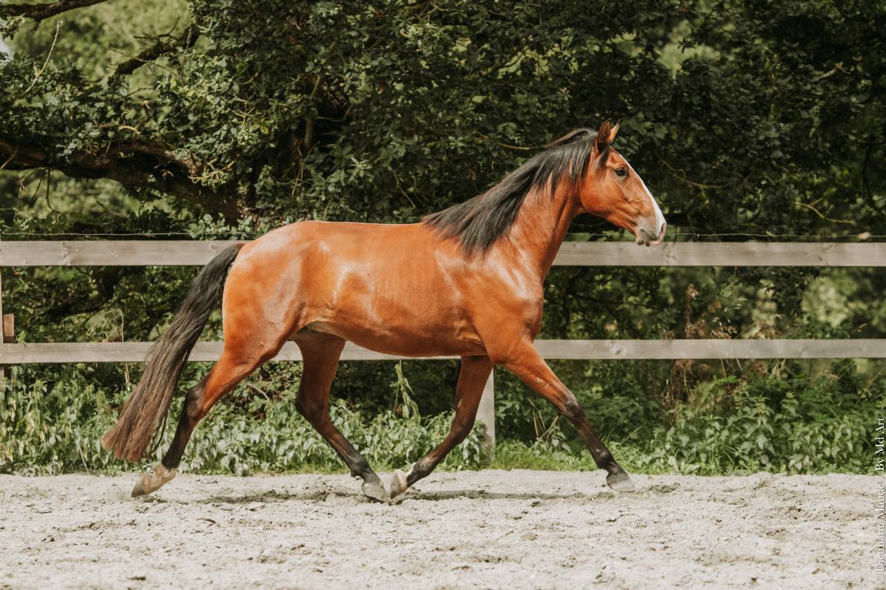 Gelding Lusitano For sale 2022 Bay