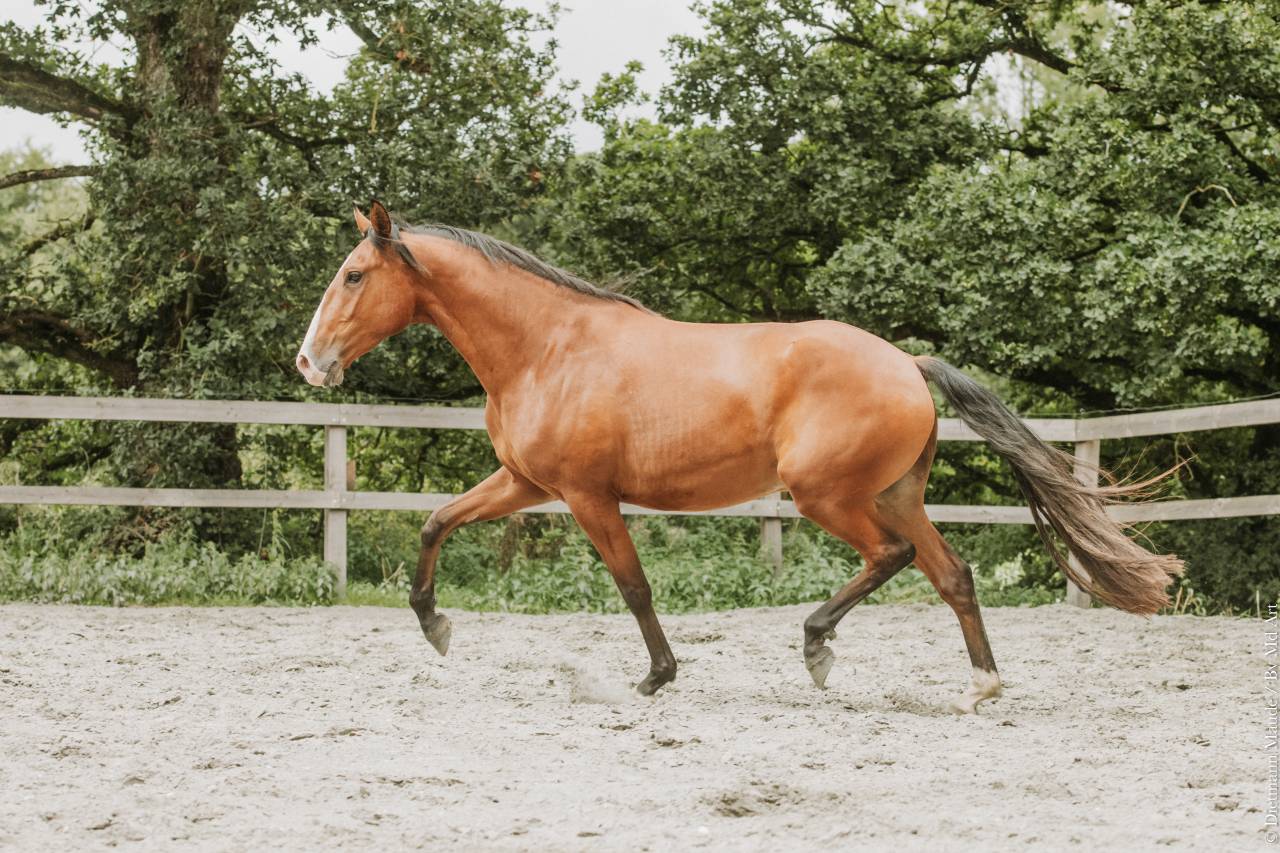 Gelding Lusitano For sale 2022 Bay