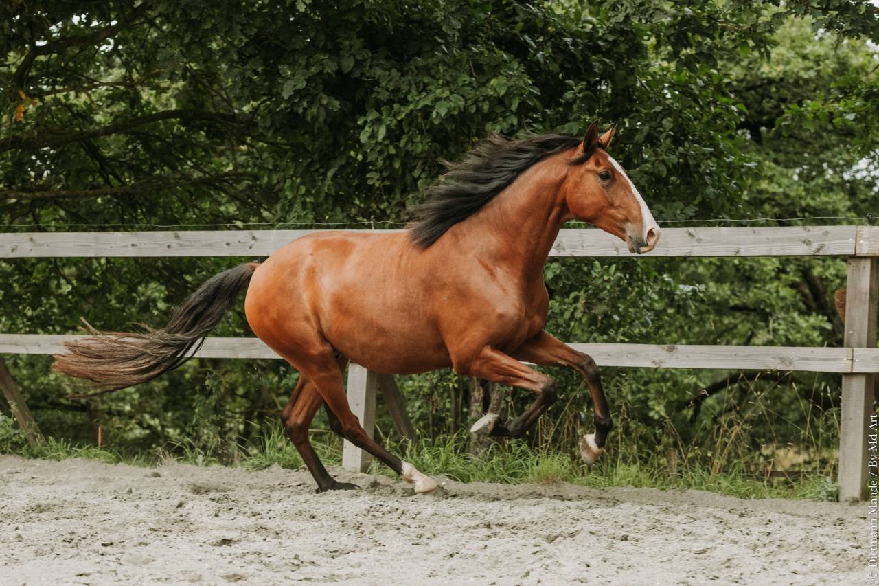 Gelding Lusitano For sale 2022 Bay