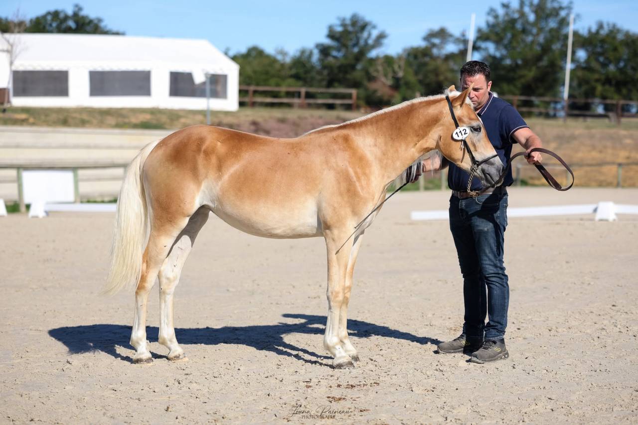 Filly Haflinger For sale 2025 Chesnut