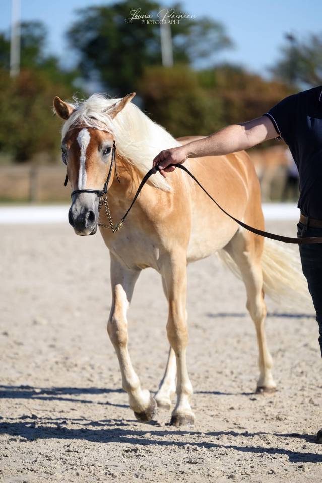 Filly Haflinger For sale 2025 Chesnut