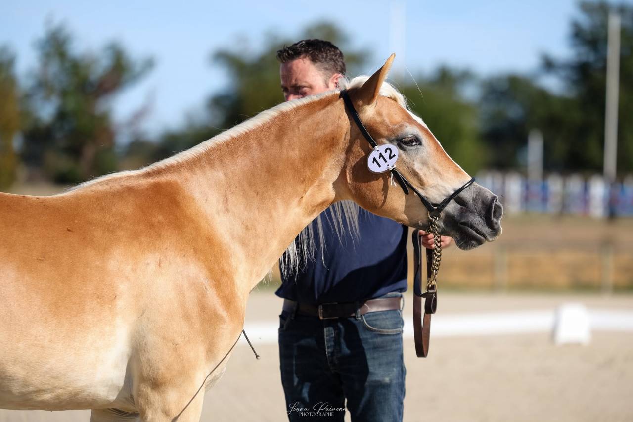 Filly Haflinger For sale 2025 Chesnut
