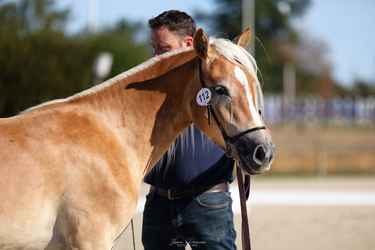 Filly Haflinger For sale 2025 Chesnut