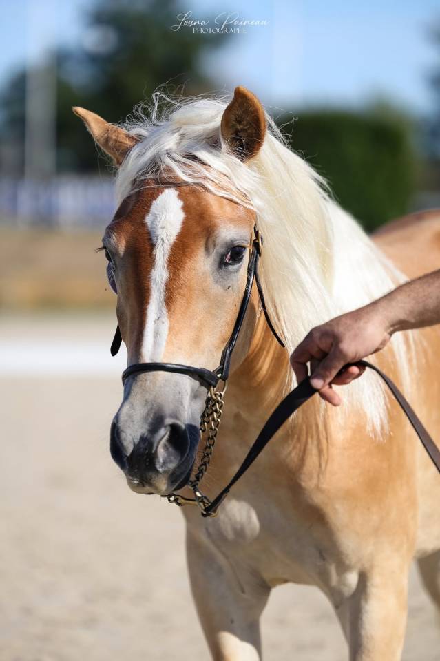 Filly Haflinger For sale 2025 Chesnut