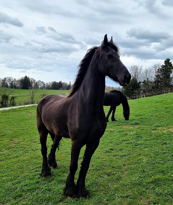 Gelding Friesian For sale 2014 Black