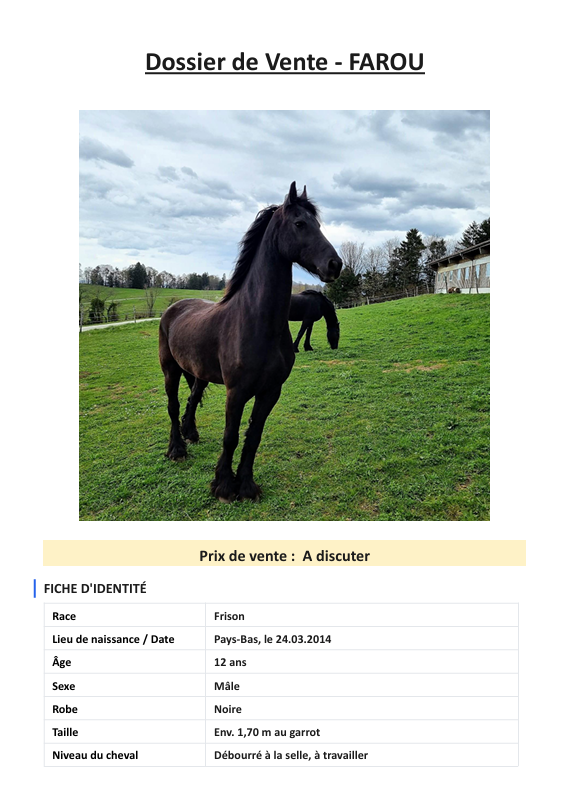 Gelding Friesian For sale 2014 Black