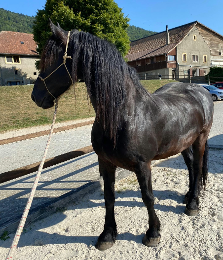 Gelding Friesian For sale 2014 Black