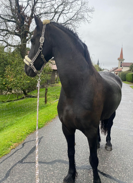 Gelding Friesian For sale 2014 Black