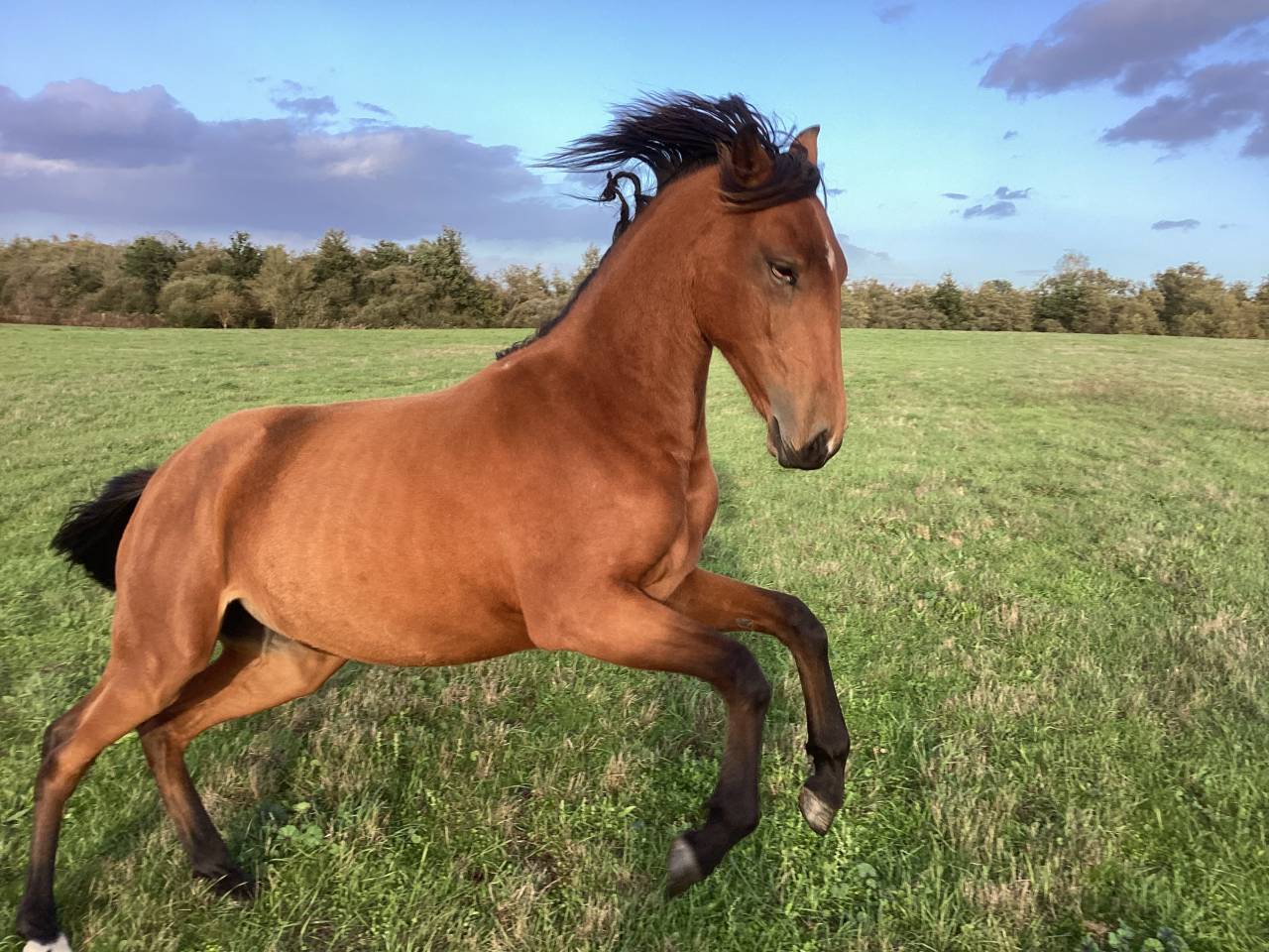 Filly Lusitano For sale 2025 Bay