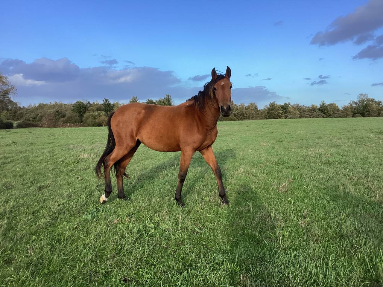 Filly Lusitano For sale 2025 Bay
