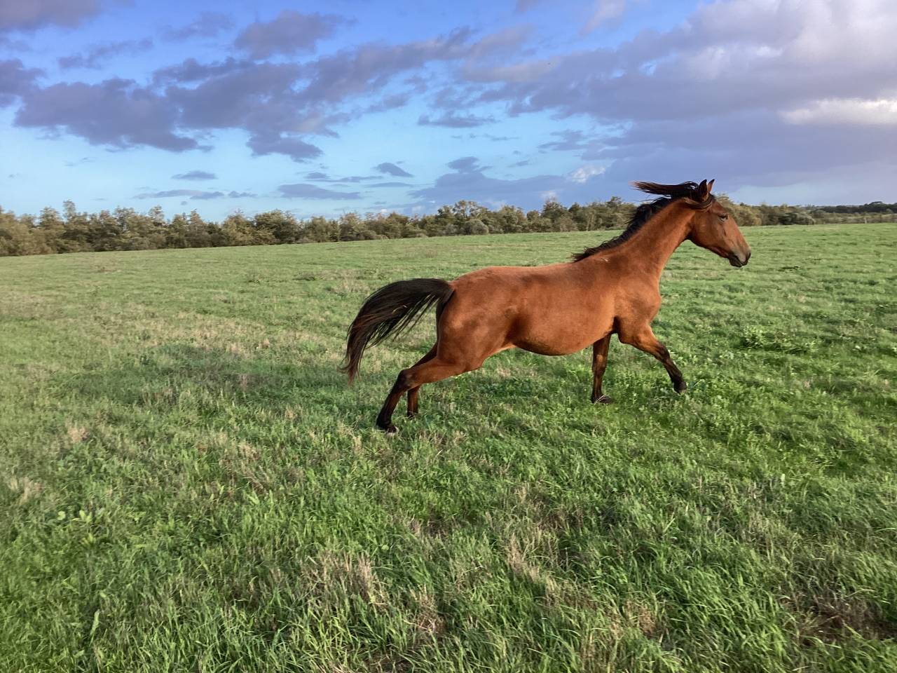 Filly Lusitano For sale 2025 Bay