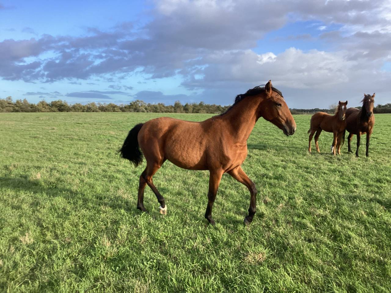 Filly Lusitano For sale 2025 Bay