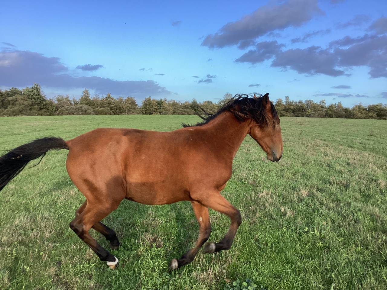 Filly Lusitano For sale 2025 Bay