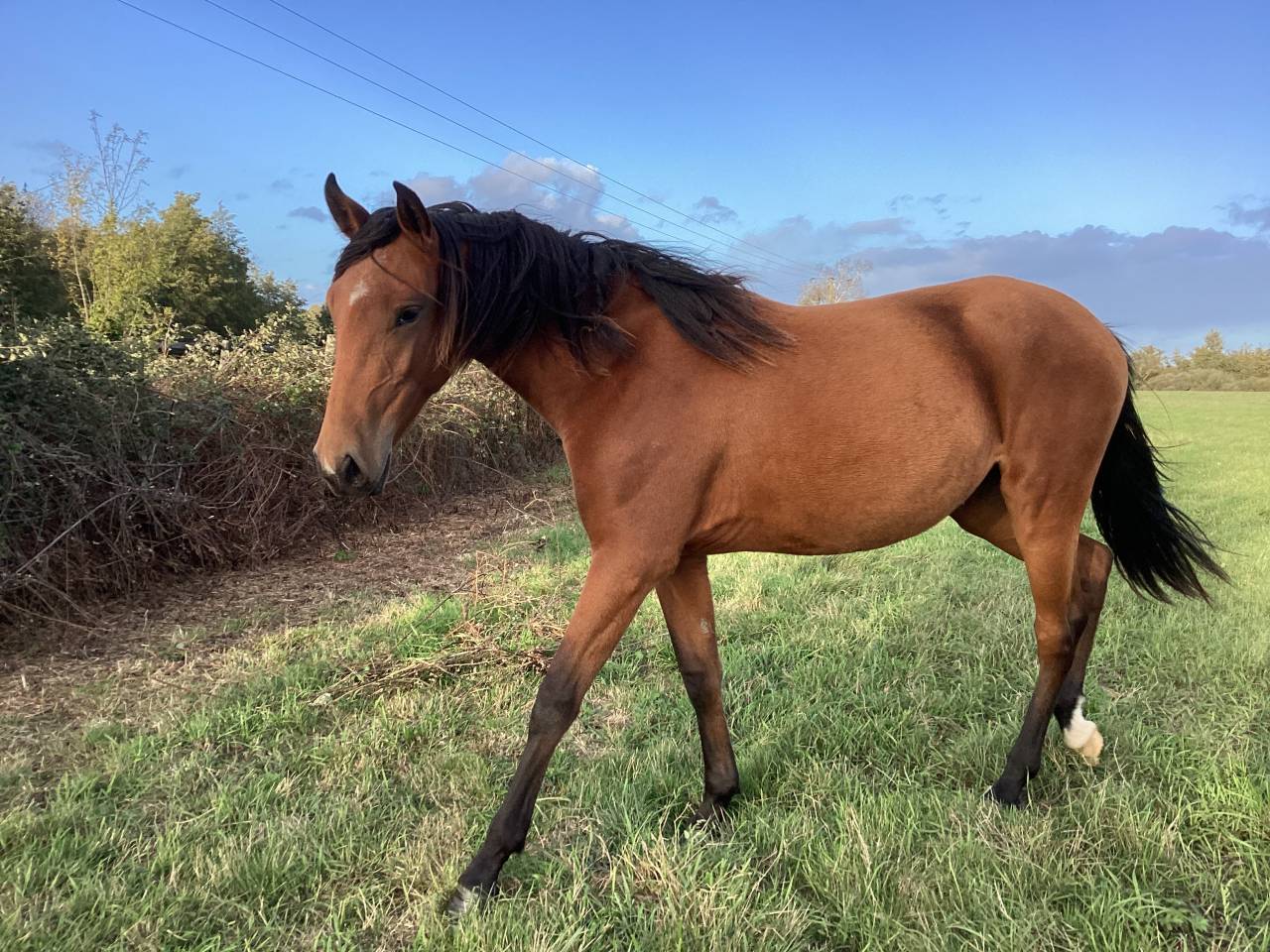 Filly Lusitano For sale 2025 Bay