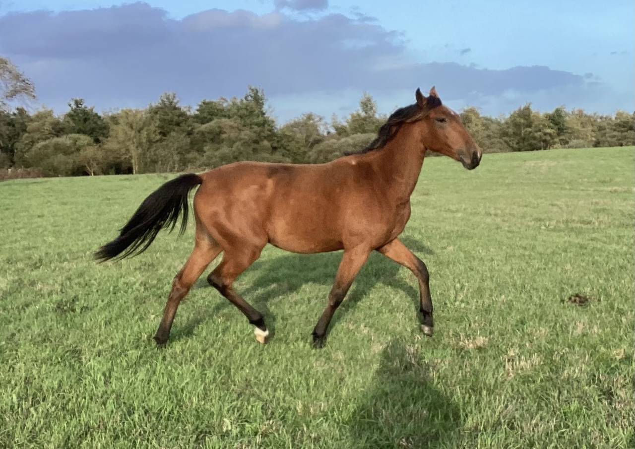 Filly Lusitano For sale 2025 Bay