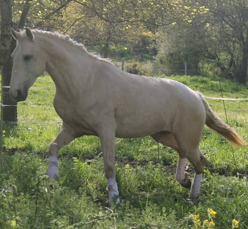 Filly Lusitano For sale 2025 Bay