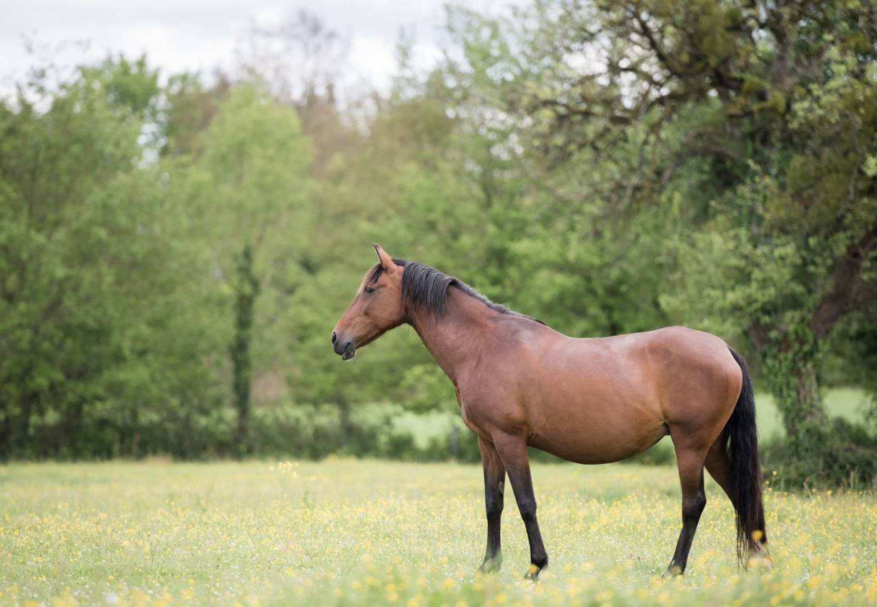 Filly Lusitano For sale 2025 Bay