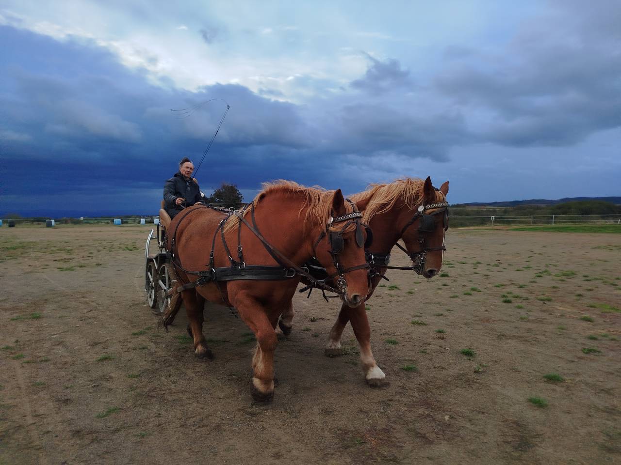 Mare Draft For sale 2023 Chesnut