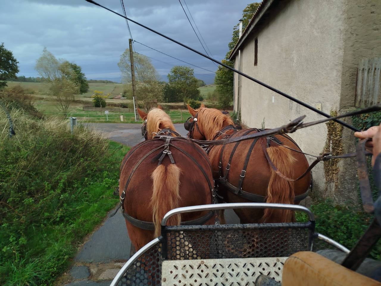 Mare Draft For sale 2023 Chesnut