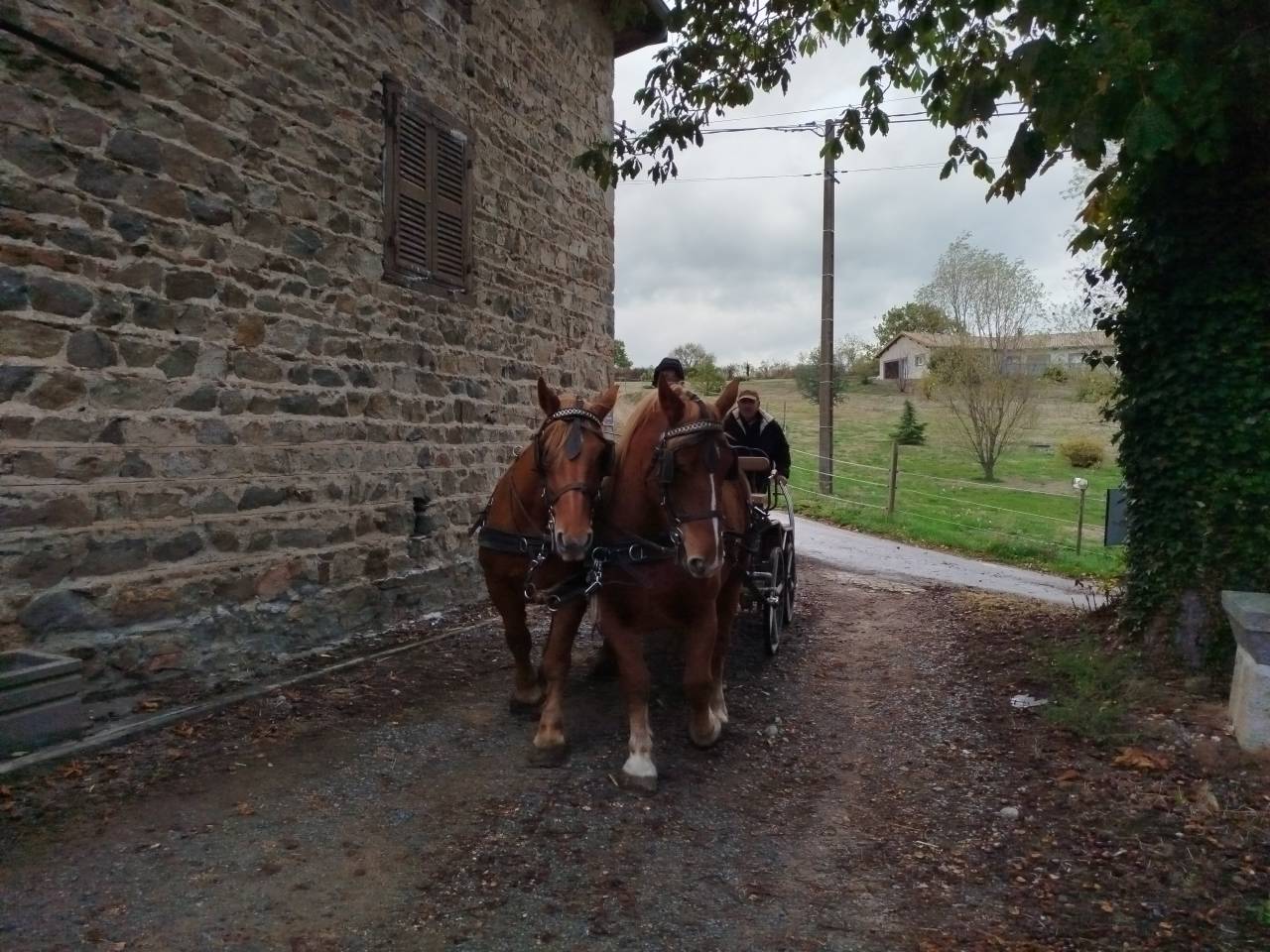 Mare Draft For sale 2023 Chesnut