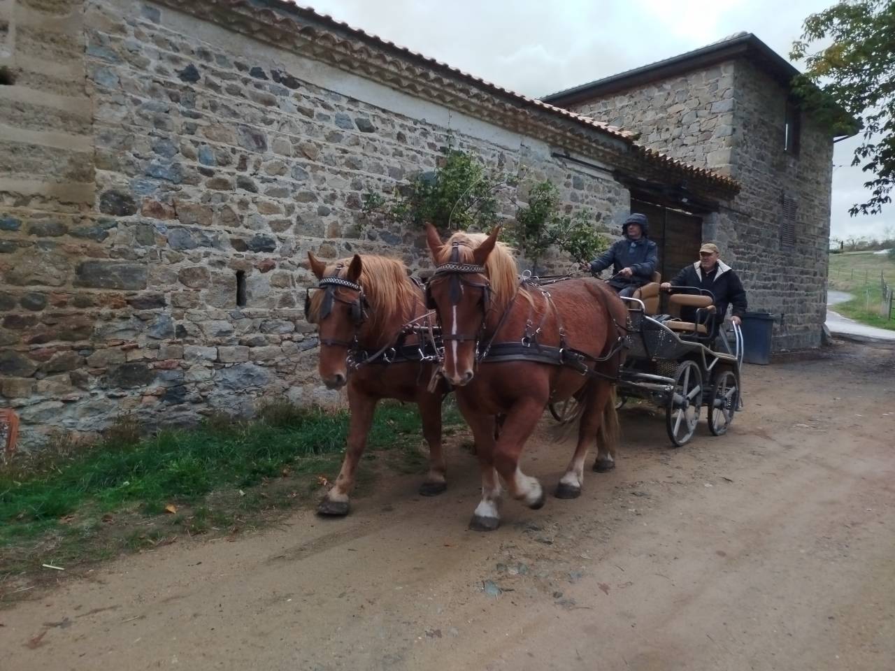 Mare Draft For sale 2023 Chesnut