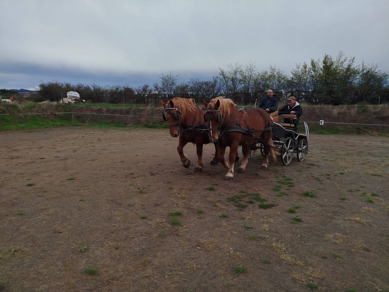 Mare Draft For sale 2023 Chesnut