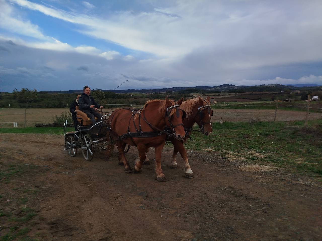 Mare Draft For sale 2023 Chesnut