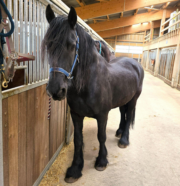 Gelding Friesian For sale 2011 Black